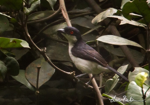 Red-eyed Puffback
